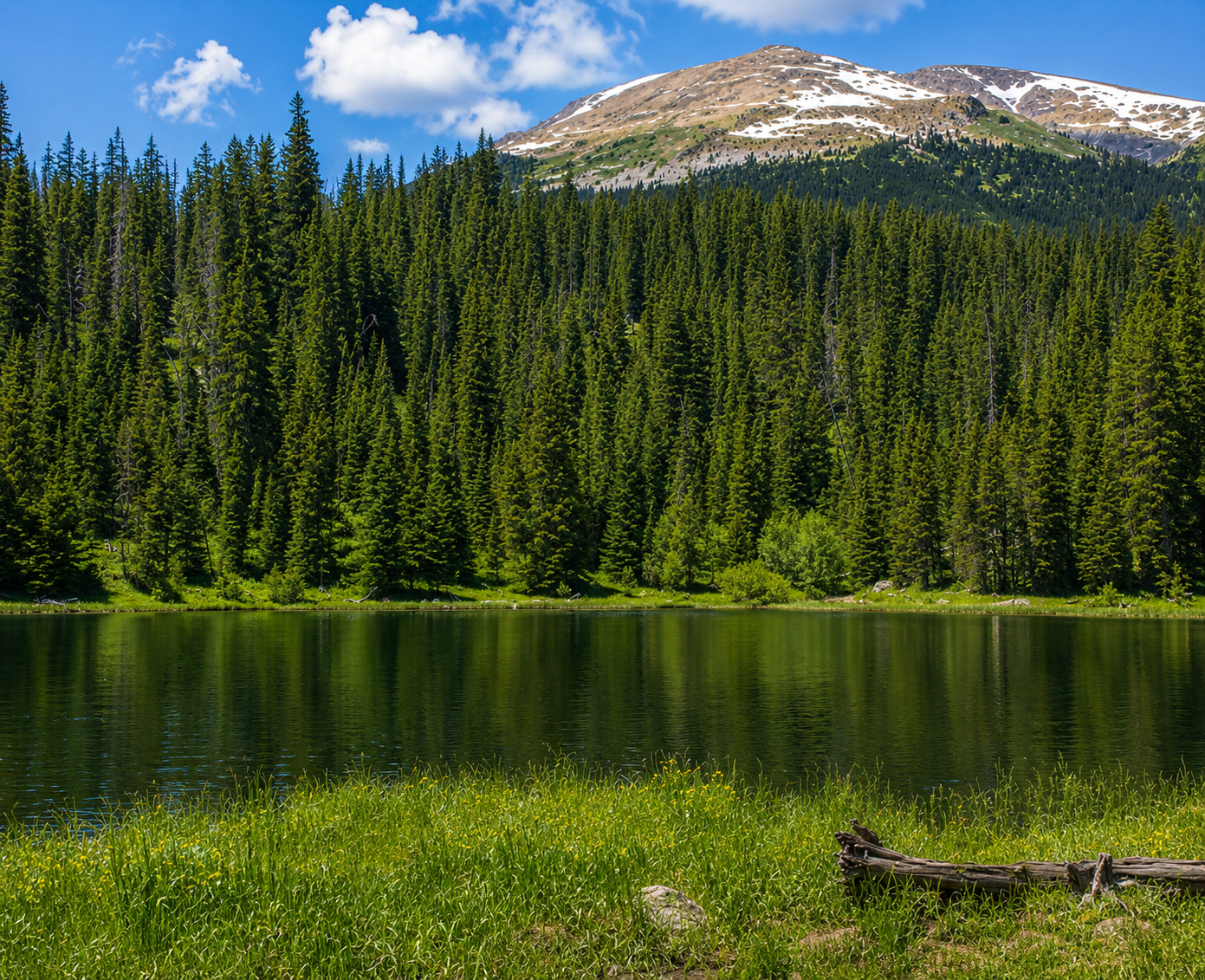 Breckenridge Wildflower Hike: Spruce Creek Trail and Wheeler Trail
